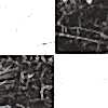 Darwin Black White Marble Pre-Cut 45x45 Mat 8,5mm